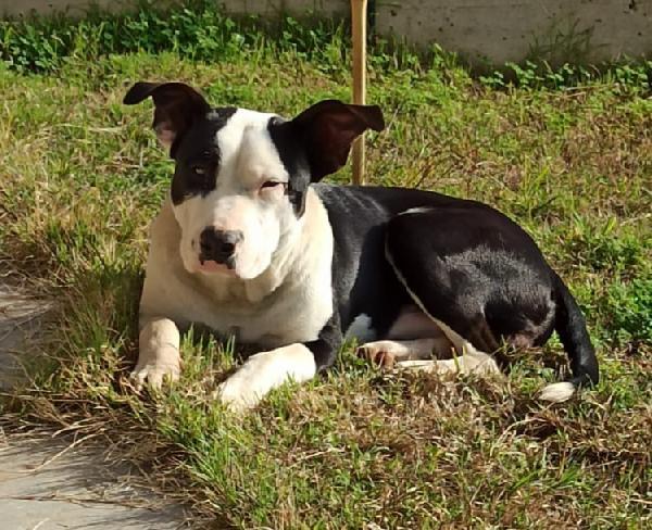 Jack splendido giovane mix amstaff cerca famiglia  Foto 4